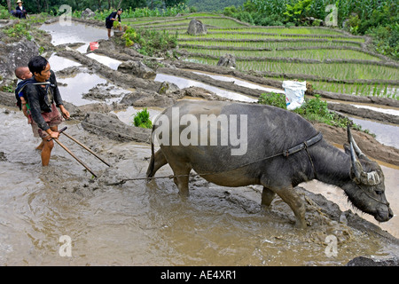 Bauer mit Kind auf Rückseite verwendet Büffel Pflug, Reis-Terrassen in der Nähe von Sapa Vietnam zu bebauen Stockfoto