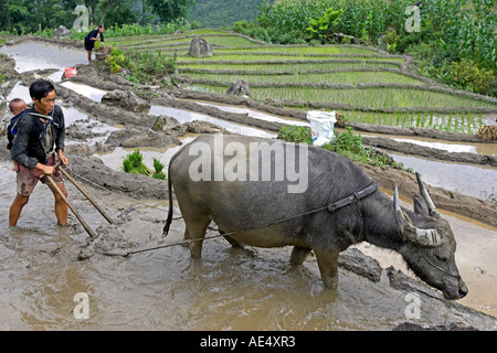 Bauer mit Kind auf Rückseite verwendet Büffel Pflug, Reis-Terrassen in der Nähe von Sapa Vietnam zu bebauen Stockfoto