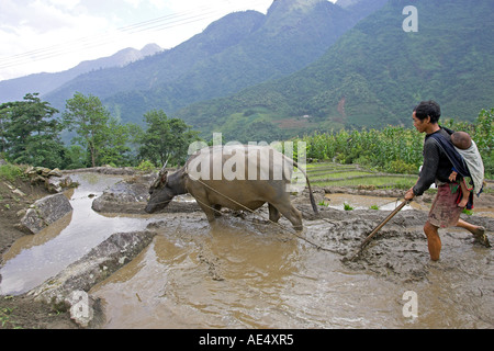 Bauer mit Kind auf Rückseite verwendet Büffel Pflug, Reis-Terrassen in der Nähe von Sapa Vietnam zu bebauen Stockfoto