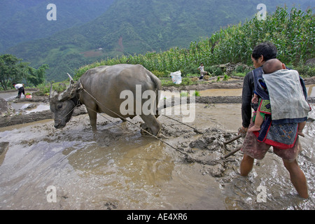 Bauer mit Kind auf Rückseite verwendet Büffel Pflug, Reis-Terrassen in der Nähe von Sapa Vietnam zu bebauen Stockfoto