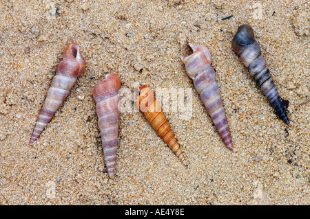 Turmschale (Turritella communis). Muscheln am Strand Stockfoto