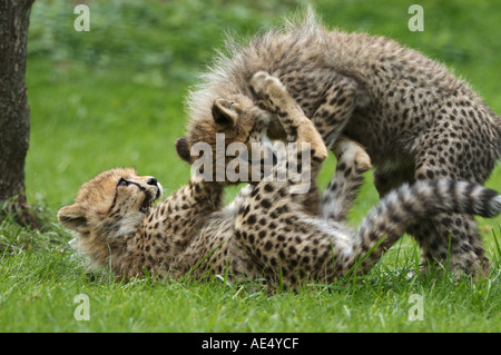 zwei jungen Geparden - spielen / Acinonyx Jubatus Stockfoto