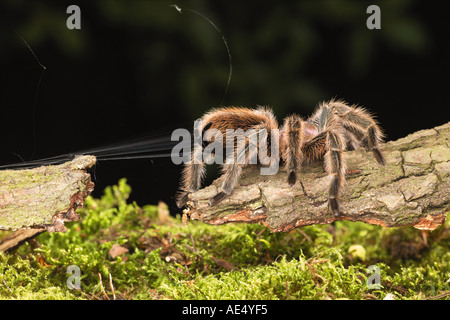 Chilenische Rosehair Vogelspinne mit Gossamer / Stockfoto