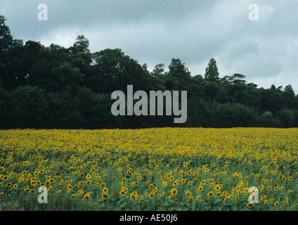 Feld von Sonnenblumen in Suffolk Uk Stockfoto