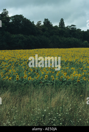 Feld von Sonnenblumen in Suffolk Uk Stockfoto