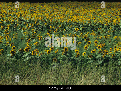 Feld von Sonnenblumen in Suffolk Uk Stockfoto