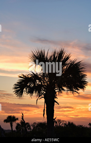 Palmen, die Silhouette gegen bunte Sonnenuntergang Folly Beach Folly Island South Carolina Stockfoto