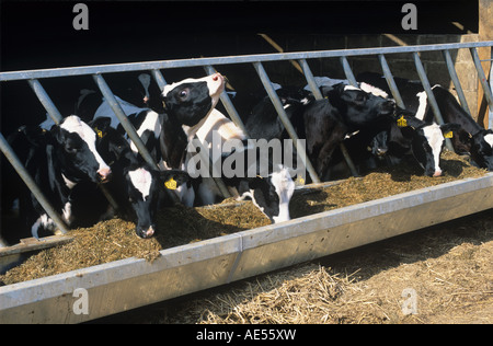 Holstein-Friesian Vorführring in Stifte auf Grassilage Fütterung Futter Mais Mischung Hampshire Stockfoto