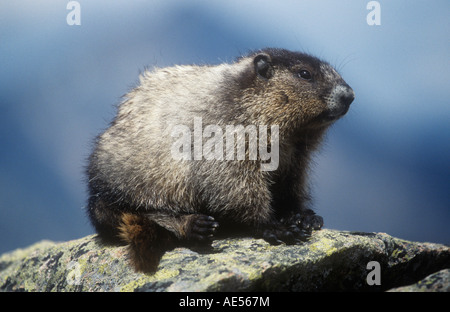 Hoary Marmot Stockfoto