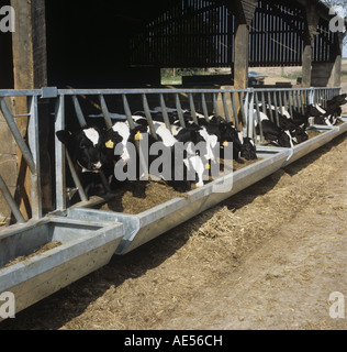 Holstein-Friesian Vorführring in Stifte auf Grassilage Fütterung Futter Mais Mischung Hampshire Stockfoto