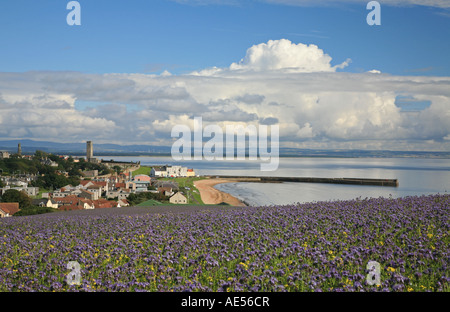Mit Blick auf St. Andrews aus lila Blumen Stockfoto