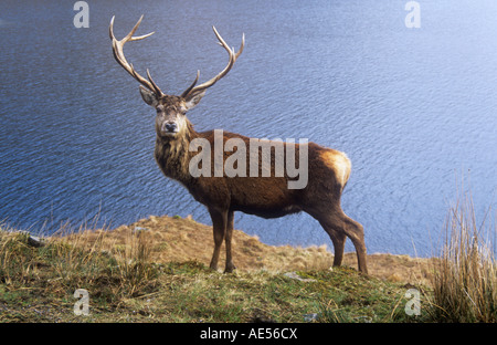 Rotwild-Hirsch Stockfoto