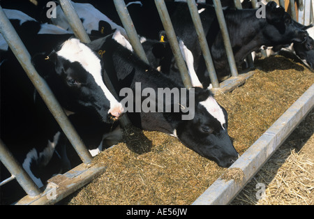 Holstein-Friesian Vorführring in Stifte auf Grassilage Fütterung Futter Mais Mischung Hampshire Stockfoto