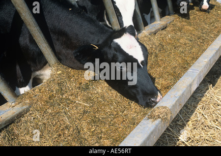 Holstein-Friesian Vorführring in Stifte auf Grassilage Fütterung Futter Mais Mischung Hampshire Stockfoto