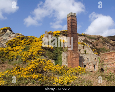 Ruinen der alten Porth Wen Ziegelei und Schornstein mit gelben Ginster auf die Isle of Anglesey North Wales UK Britain Stockfoto
