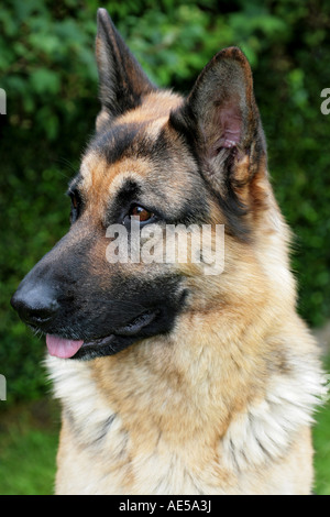. Englische geben deutsche Schäferhunde sitzen gerade auf der Hut Stockfoto