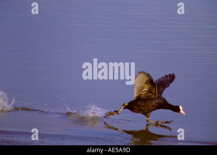 Blässhuhn, Fulica Atra. Am Teich Stockfoto