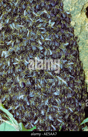 Honigbienen, Apis Mellifera. Schwarm-Nahaufnahme Stockfoto