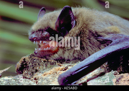 Common Pipistrelle Bat, Pipistrellus pipistrellus. Nahaufnahme der Kopf mit geöffnetem Mund Stockfoto