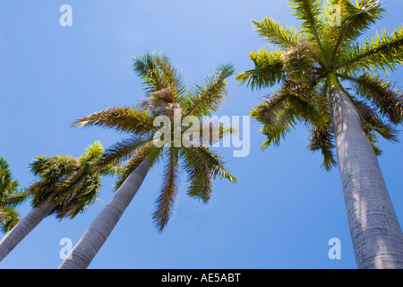 Palmen in einer Zeile hohen Aufwand vor einem strahlend blauen Himmel Miami Florida Stockfoto