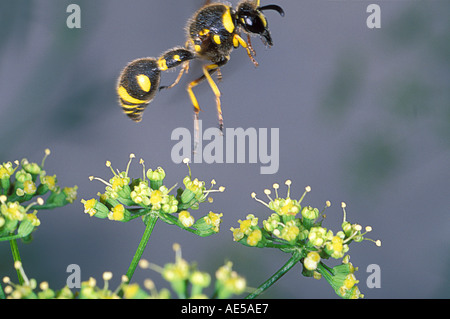 Mason Wespe, Eumenes sp. Im Flug Stockfoto