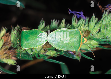 Schild Bugs, Nezara Viridula. Paar Paarung auf Blatt Stockfoto