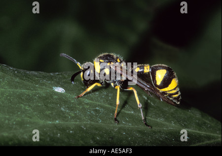 Gesundheit Potter Wasp, Eumenes coarctatus. Auf Blatt Stockfoto