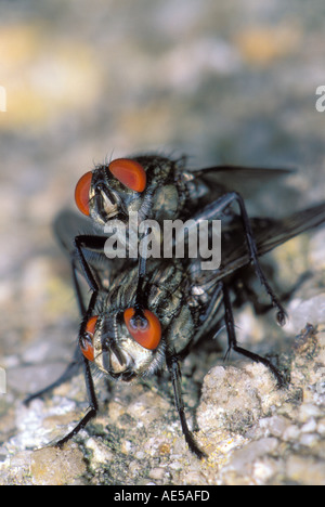 Fleisch-fliegen, Sarcophaga SP. Paarung Stockfoto