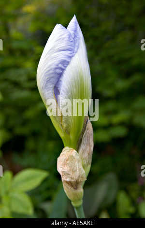 Blaue Iris Knospe über Open Stockfoto