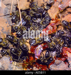 Honigbienen, Apis Mellifera. Arbeiter und Männchen am Bienenstock Stockfoto