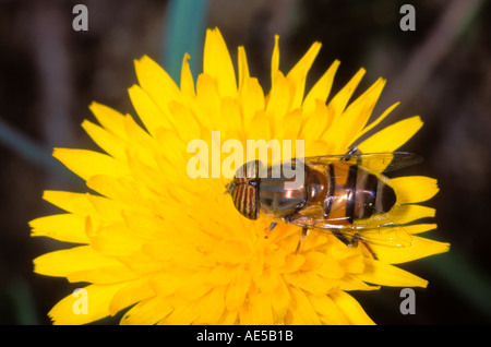 Schwebfliege, Eristalinus Taeniops. Fütterung auf Blume. Ansicht von oben Stockfoto