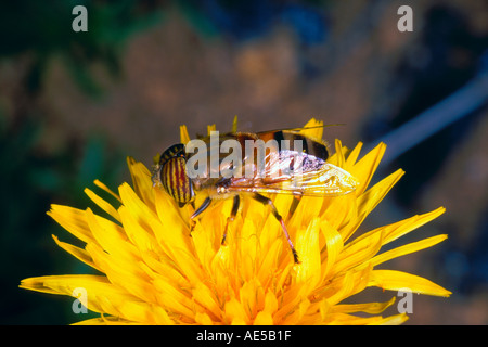 Schwebfliege, Eristalinus Taeniops. Fütterung auf Blume Stockfoto