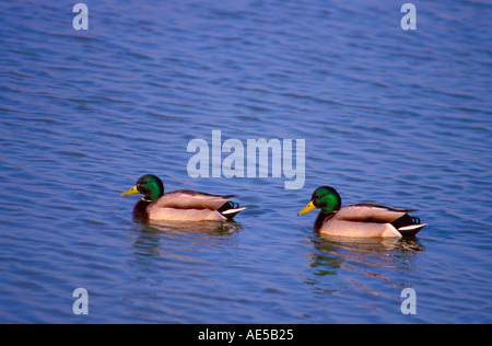 Stockente Enten Anas Platyrhynchos zwei Männchen Schwimmen am Teich Stockfoto