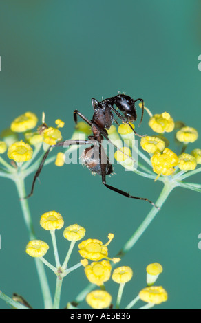 Ameise, Camponotus Cruentatus. Fütterung auf Euphorbia Pflanze Stockfoto