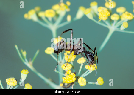 Ameise, Camponotus Cruentatus. Arbeiter, die Fütterung auf Euphorbiae Blume Stockfoto