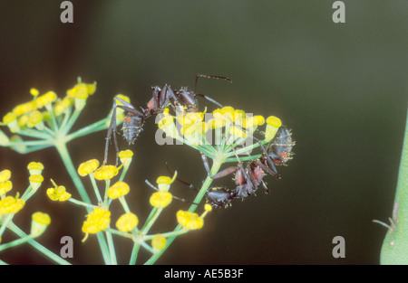 Ameisen, Camponotus Cruentatus. Arbeitnehmer, die Fütterung auf Euphorbiae Blume Stockfoto