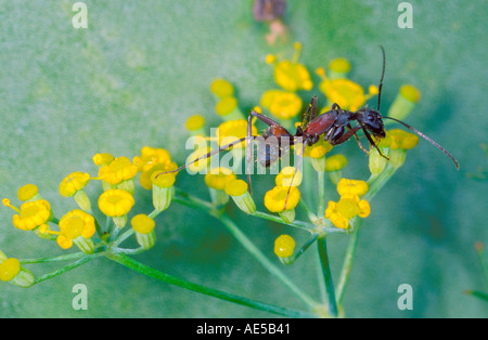 Ameise, Camponotus Cruentatus. Arbeiter, die Fütterung auf Euphorbiae Blume Stockfoto