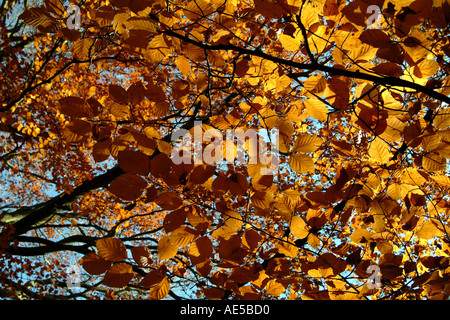 Herbstlich gefärbten Blätter Hampshire Landschaft England UK Stockfoto