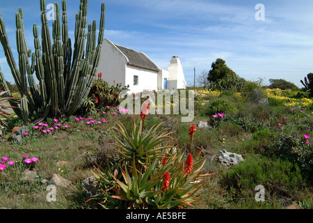 Süd Afrika wilde Blumen Cottage Biedouw Valley RSA Stockfoto