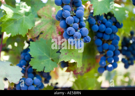 Einige Trauben reif lila Cabernet Rebe in einem kalifornischen Weingut geerntet werden, um Wein zu machen hängen Stockfoto