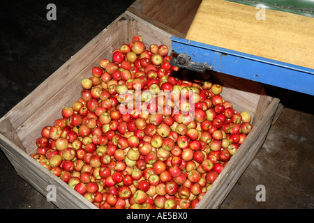 Förderband und frisch gepflückten Äpfeln im großen Quadrat aus Holz bin Stockfoto
