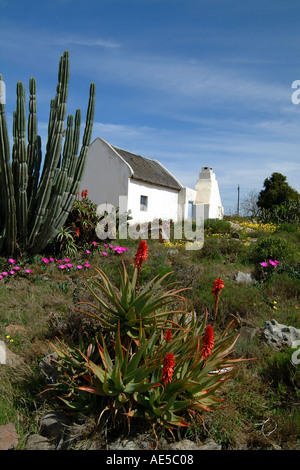 Süd Afrika wilde Blumen Cottage Biedouw Valley RSA Stockfoto