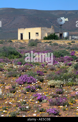 Süd Afrika wilde Blumen Biedouw Valley RSA Stockfoto