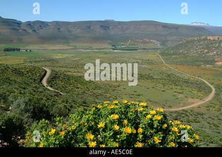 Süd Afrika wilde Blumen Biedouw Valley Stockfoto