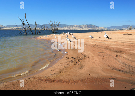 Ludlow Reserve am Lake Hume in der Nähe der Gemeinde Huon 20 km östlich von Wodonga Victoria Australien Stockfoto