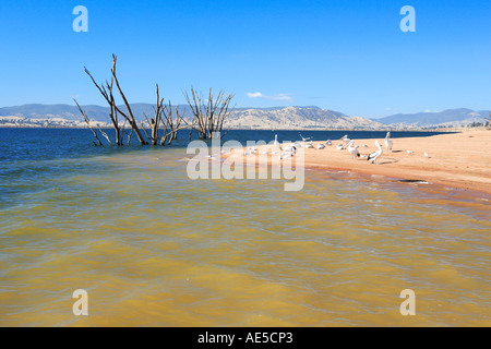 Ludlow Reserve am Lake Hume in der Nähe der Gemeinde Huon 20 km östlich von Wodonga Victoria Australien Stockfoto