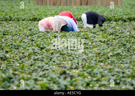 Hispanische Einwanderer Landarbeiter im Erdbeerfeld biegen über Erdbeere Pflanzen auszuwählen Stockfoto