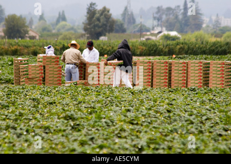 Landarbeiter, die Durchführung und Kisten mit Erdbeeren zählen im Bereich der Erdbeere Pflanzen an gestapelt Erntezeit in Kalifornien Stockfoto