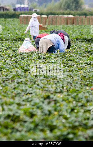 Hispanische Einwanderer Landarbeiter im Erdbeerfeld biegen über Erdbeere Pflanzen auszuwählen Stockfoto