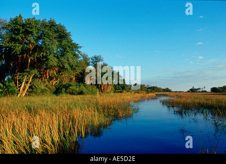 Schilf wächst im Okavango Delta unter dem Cerulanhimmel in Botswana Afrika Stockfoto